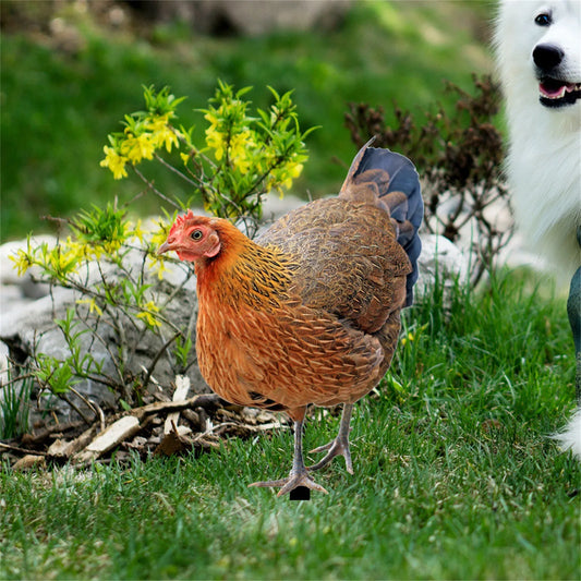 Realistic Chicken Statues Acrylic Rooster Animals Stakes Animals Sculptures Decor Chicken Ornaments Yard Art Decor For Backyard