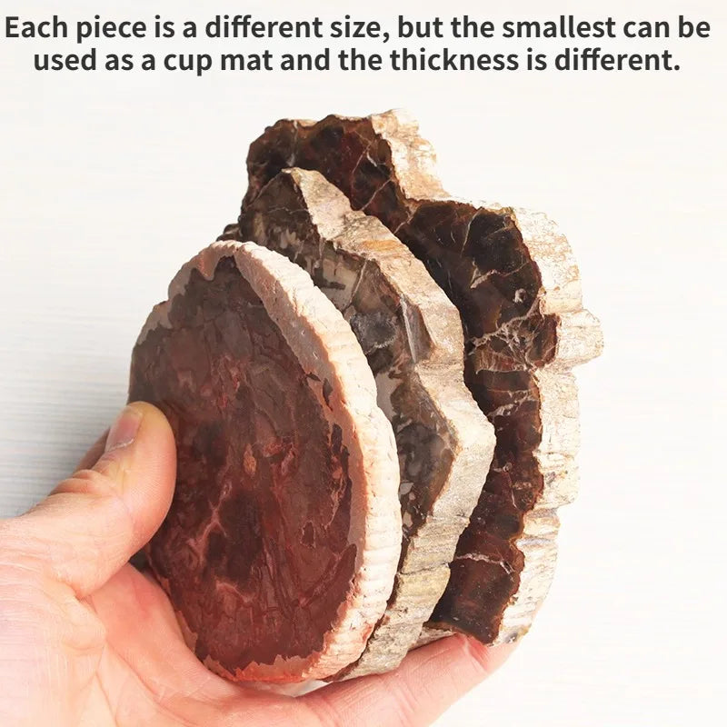 300-700g Large Natural Home Decorations Minerals Crystal Woodstone Fossil Tree for Coaster Desk Decoration