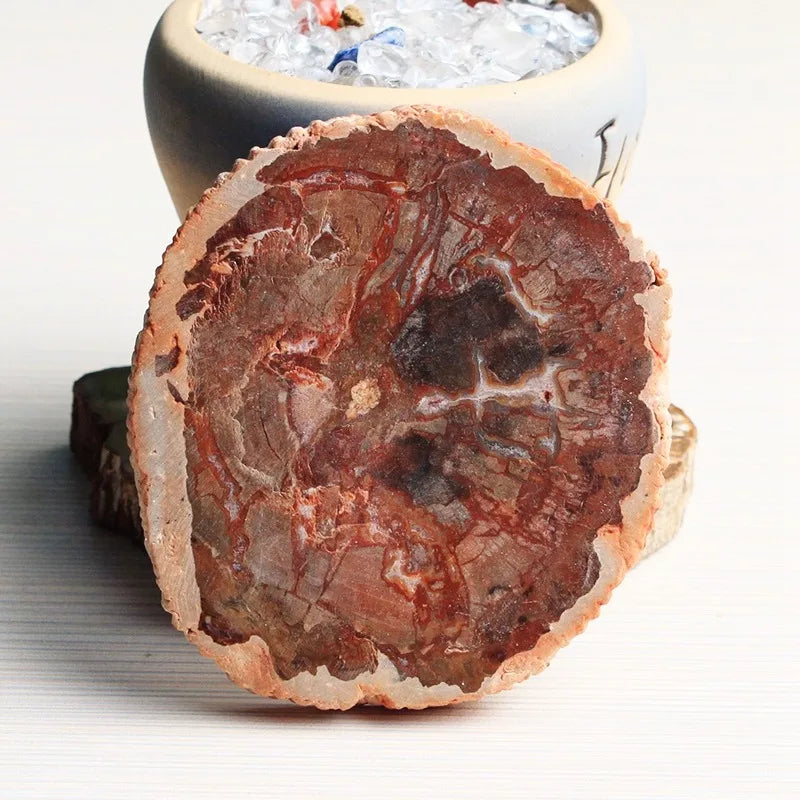 300-700g Large Natural Home Decorations Minerals Crystal Woodstone Fossil Tree for Coaster Desk Decoration