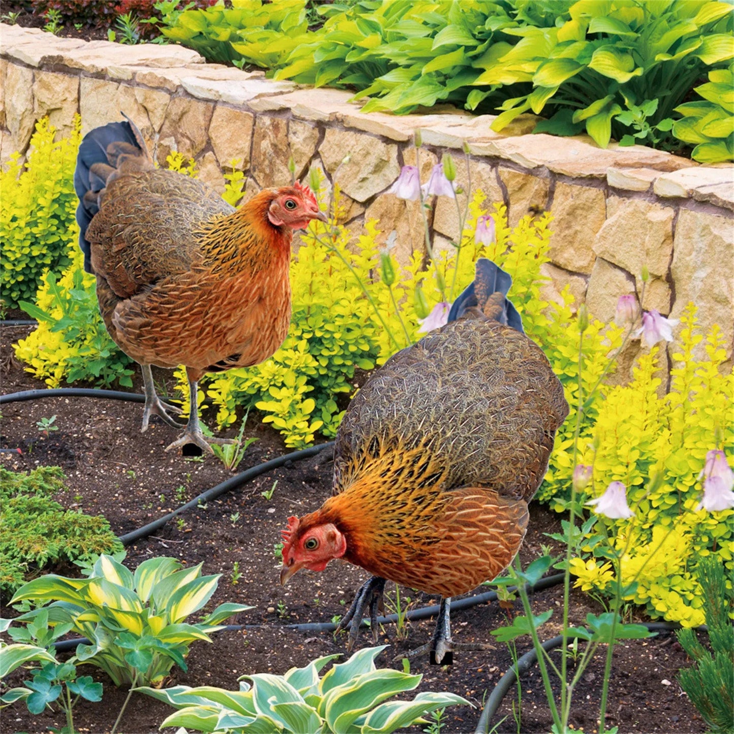 Realistic Chicken Statues Acrylic Rooster Animals Stakes Animals Sculptures Decor Chicken Ornaments Yard Art Decor For Backyard